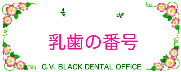 ,ԍ,,,摜,q̎,,,ʐ^,,Universal Numbering System,GVBDO,G.V. BLACK DENTAL OFFICE